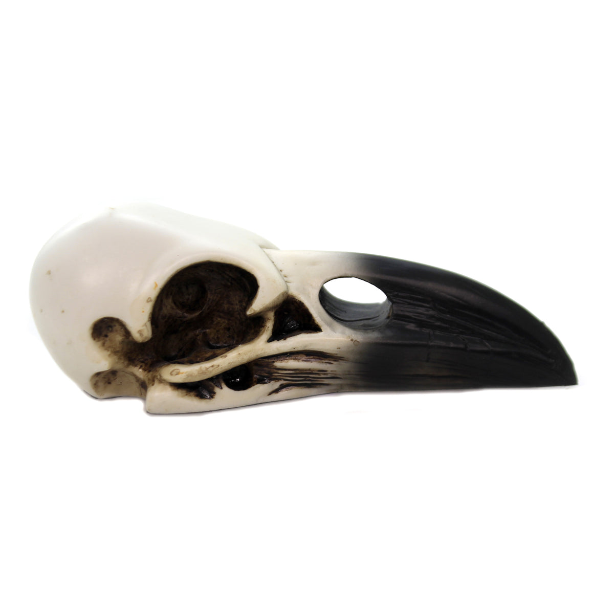 Halloween Raven Skull - - SBKGifts.com