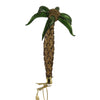 (47339) Morawski Palm Tree Clip On, 6.75 Inch, Ornament Free Blown Nativity 19699