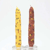 (60203) Tag Harvest Corn Taper Candles Set/2, 8.00 Inch, Indian Corn Autumn Thanksgiving 710973